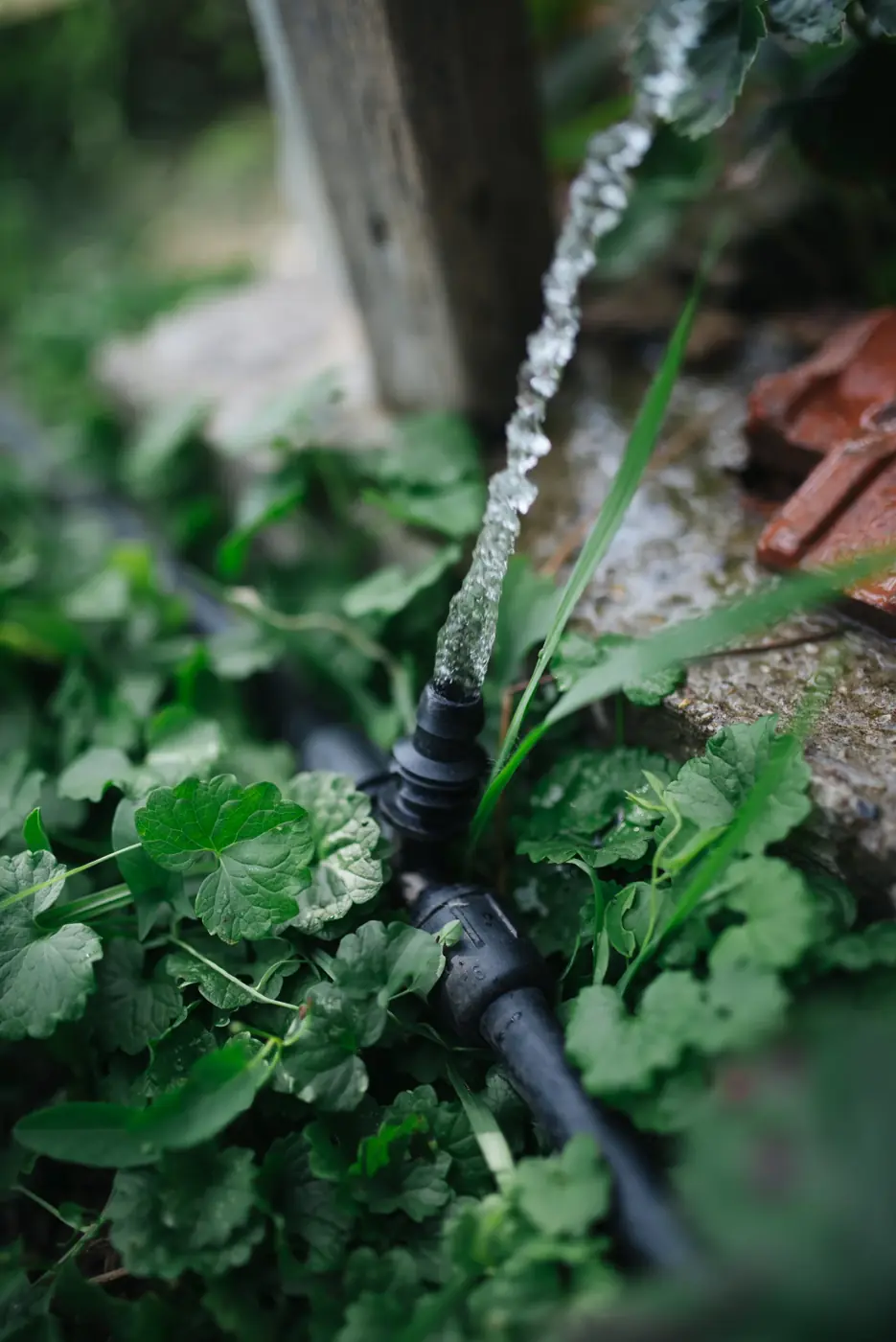 Eau claire qui sort d’un tuyau d’arrosage au jardin